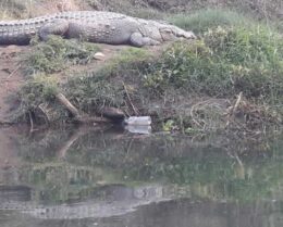 Crocodile-in-Chitwan-National-Park