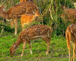 Deer-in Chitwan National Park - 3 Days