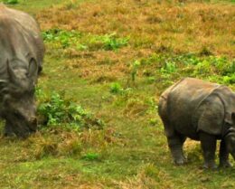 Chitwan National Park in Nepal is the Chitwan National Park Tour