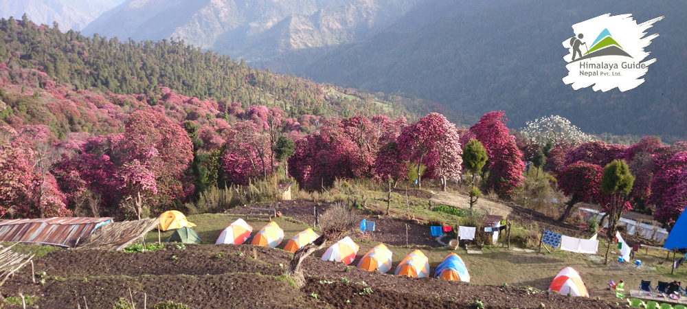 Annapurna -rhododendron blooms forest
