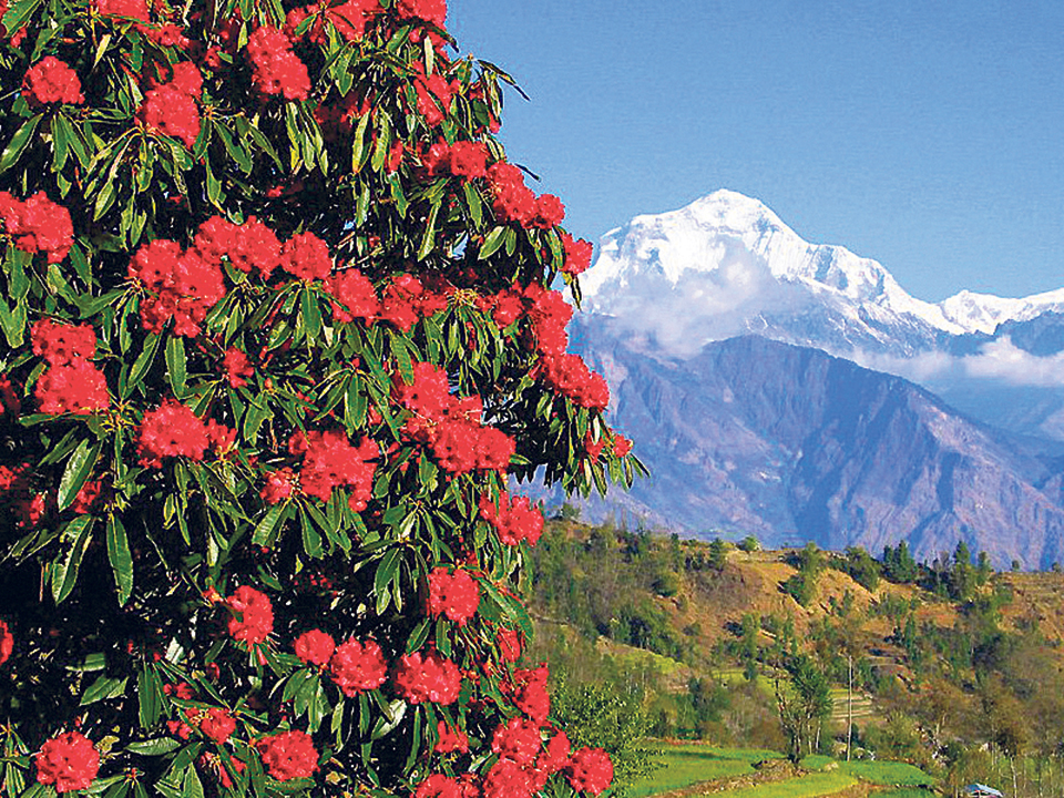 forests of rhododendron  during the Poon Hill Trek
