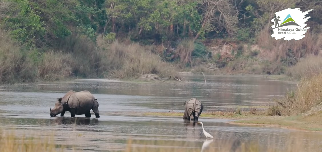  Elephants at Chitwan National Park