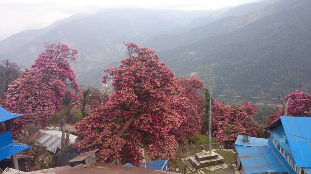 Rhododendron in Spring season